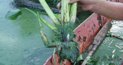 水葫芦的吃法_哪些人不能吃水葫芦