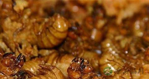 知了猴变黑了还能吃吗 知了猴变黑了还能吃吗