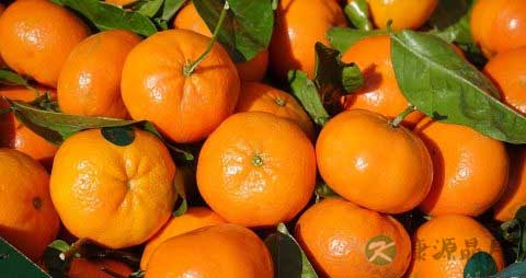 芦柑是什么季节的水果