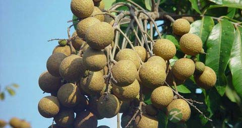 桂圆的吃法_哪些人不能吃桂圆