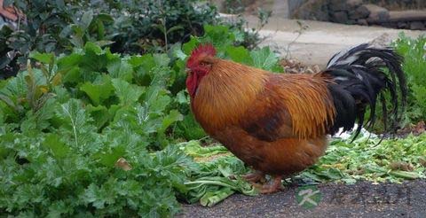 炸鸡腿外酥内嫩的妙招