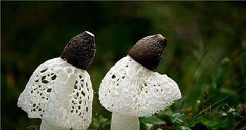 长裙竹荪的吃法_哪些人不能吃长裙竹荪