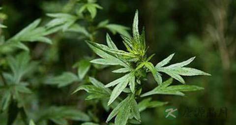 蒌蒿的营养价值_吃蒌蒿的好处