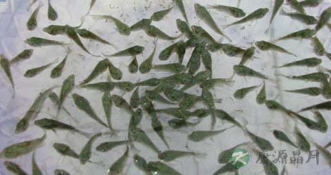 草鱼肠的营养价值_吃草鱼肠的好处