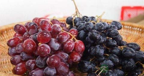 提子上的白霜能吃吗 提子上的白霜能吃吗