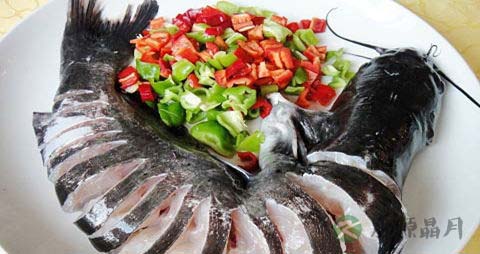 如何区别鮰鱼与鲶鱼