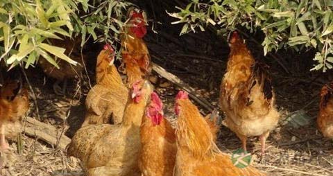 柴鸡的吃法_哪些人不能吃柴鸡