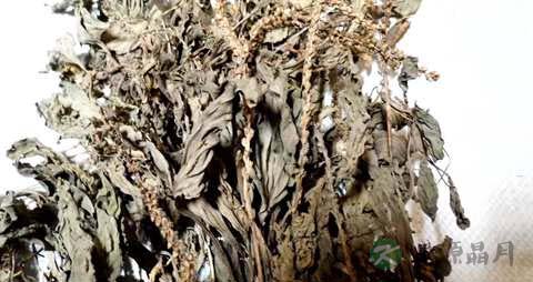 车前草的营养价值_吃车前草的好处