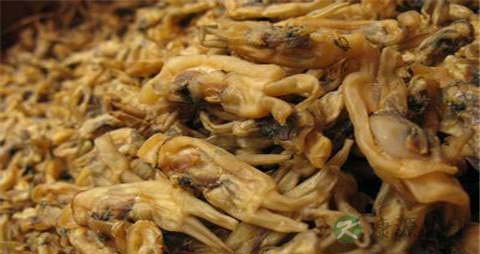 蛏子缢的吃法_哪些人不能吃蛏子缢