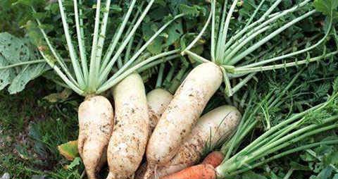 萝卜的营养价值_吃萝卜的好处 萝卜的营养价值_吃萝卜的好处