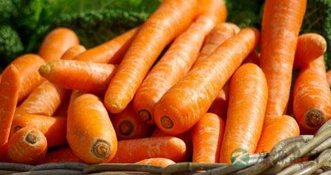 凉拌胡萝卜丝要焯水吗 凉拌胡萝卜丝要焯水吗