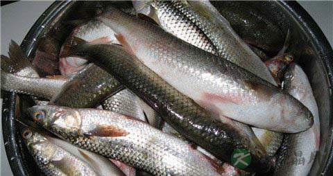 乌头鱼的营养价值_吃乌头鱼的好处