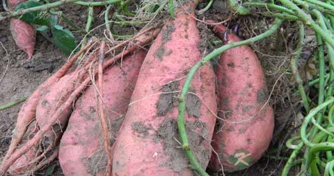 红薯苗的吃法_哪些人不能吃红薯苗