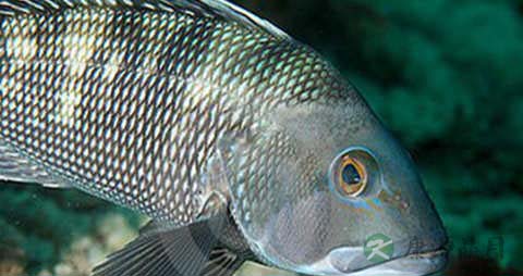 海鲁鱼的吃法_哪些人不能吃海鲁鱼 海鲁鱼的吃法_哪些人不能吃海鲁鱼