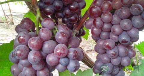 巨峰葡萄的吃法_哪些人不能吃巨峰葡萄