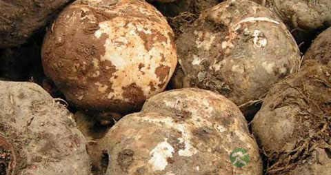 魔芋的营养价值_吃魔芋的好处 魔芋的营养价值_吃魔芋的好处