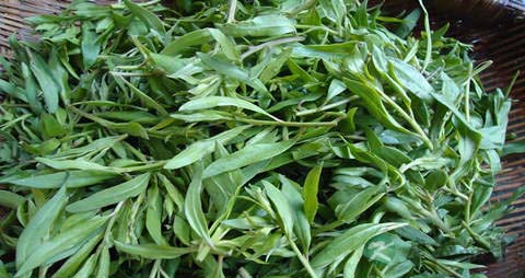 枸杞芽的吃法_哪些人不能吃枸杞芽