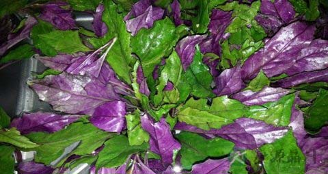 补血菜的营养价值_吃补血菜的好处