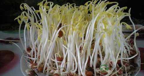 红豆芽的吃法_哪些人不能吃红豆芽