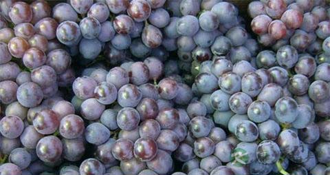 巨峰葡萄的吃法_哪些人不能吃巨峰葡萄