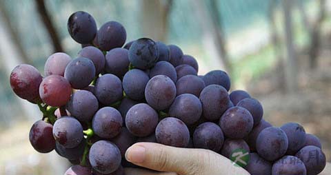 巨峰葡萄的吃法_哪些人不能吃巨峰葡萄