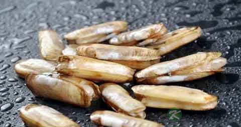 蛏子的营养价值_吃蛏子的好处 蛏子的营养价值_吃蛏子的好处