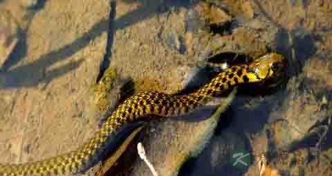 水蛇的营养价值_吃水蛇的好处 水蛇的营养价值_吃水蛇的好处