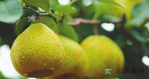 莱阳梨的营养价值_吃莱阳梨的好处