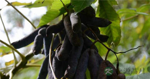 猫屎瓜的营养价值_吃猫屎瓜的好处