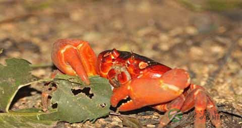 红蟹的营养价值_吃红蟹的好处 红蟹的营养价值_吃红蟹的好处