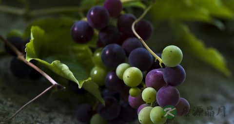 吃完葡萄可以喝水吗