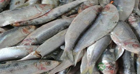 青鳞鱼的营养价值_吃青鳞鱼的好处 青鳞鱼的营养价值_吃青鳞鱼的好处