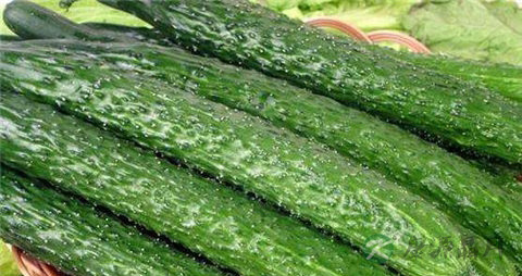 黄瓜和什么食物一起比较好