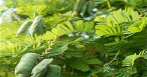 鸡骨草的营养价值_吃鸡骨草的好处