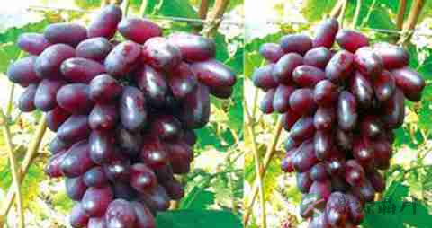 美人指的营养价值_吃美人指的好处