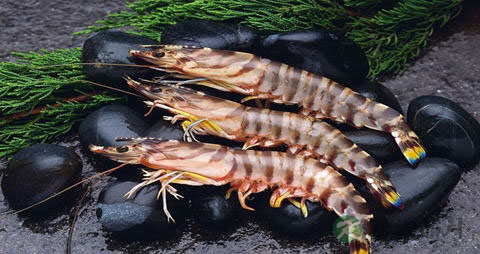 卢姑虾的吃法_哪些人不能吃卢姑虾 卢姑虾的吃法_哪些人不能吃卢姑虾