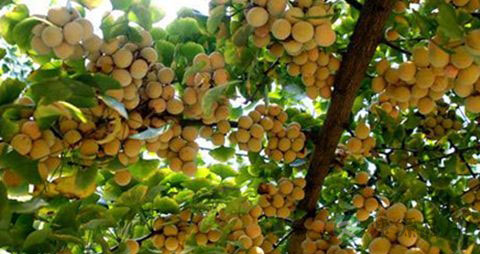 银杏的营养价值_吃银杏的好处