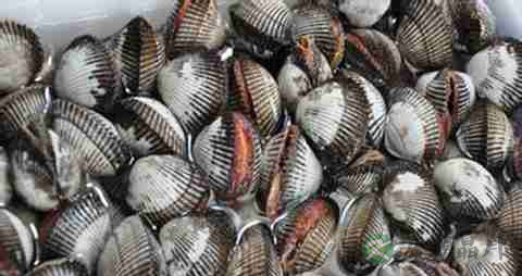 毛蚶的营养价值_吃毛蚶的好处