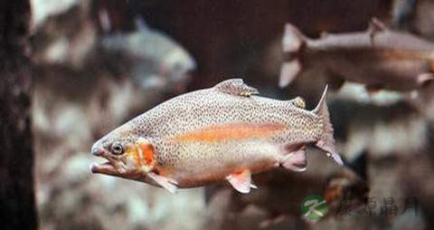 虹鳟鱼的营养价值_吃虹鳟鱼的好处