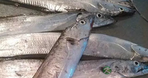 白带鱼的营养价值_吃白带鱼的好处 白带鱼的营养价值_吃白带鱼的好处