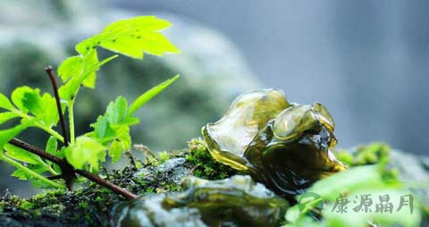 地皮菜的吃法_哪些人不能吃地皮菜