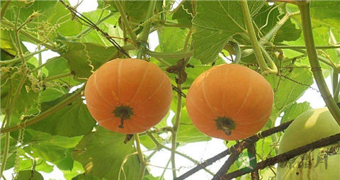 窝瓜和南瓜的区别