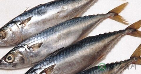 青砖鱼的吃法_哪些人不能吃青砖鱼