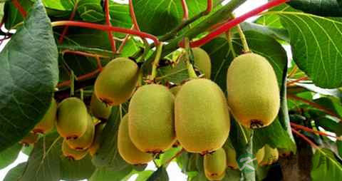 猕猴桃是热性还是凉性