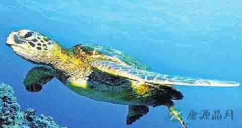 海龟的营养价值_吃海龟的好处