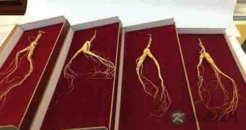 人参的营养价值_吃人参的好处