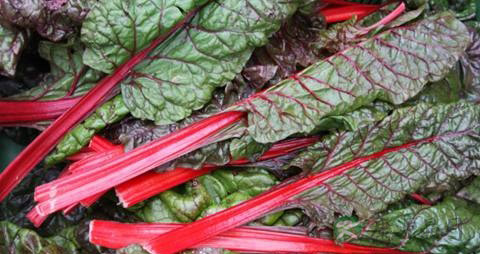 叶甜菜的吃法_哪些人不能吃叶甜菜