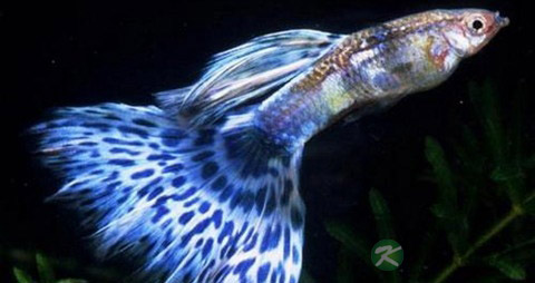 凤尾鱼的营养价值_吃凤尾鱼的好处