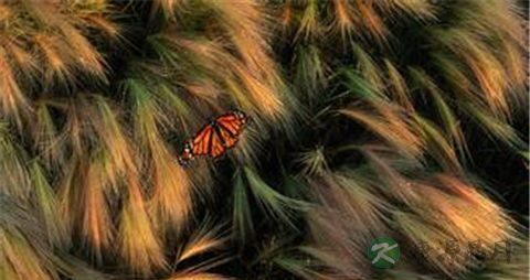 黑大麦的吃法_哪些人不能吃黑大麦