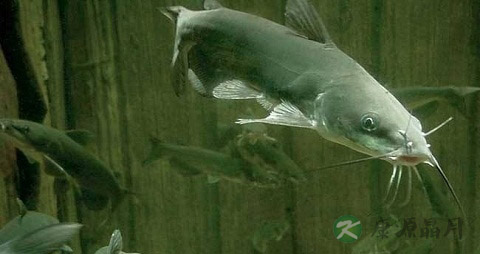 塘虱的吃法_哪些人不能吃塘虱